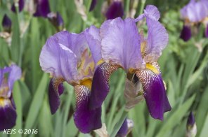purple_iris