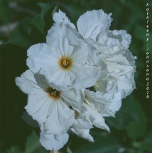 White_Flower1